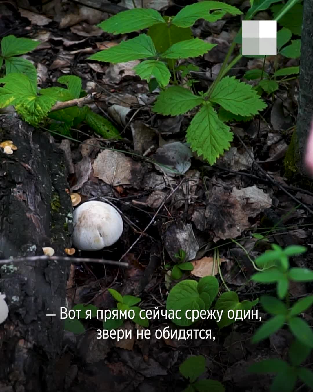 Грузди размером с ладонь и шампиньоны-гиганты: репортаж с выезда калининградцев за грибами