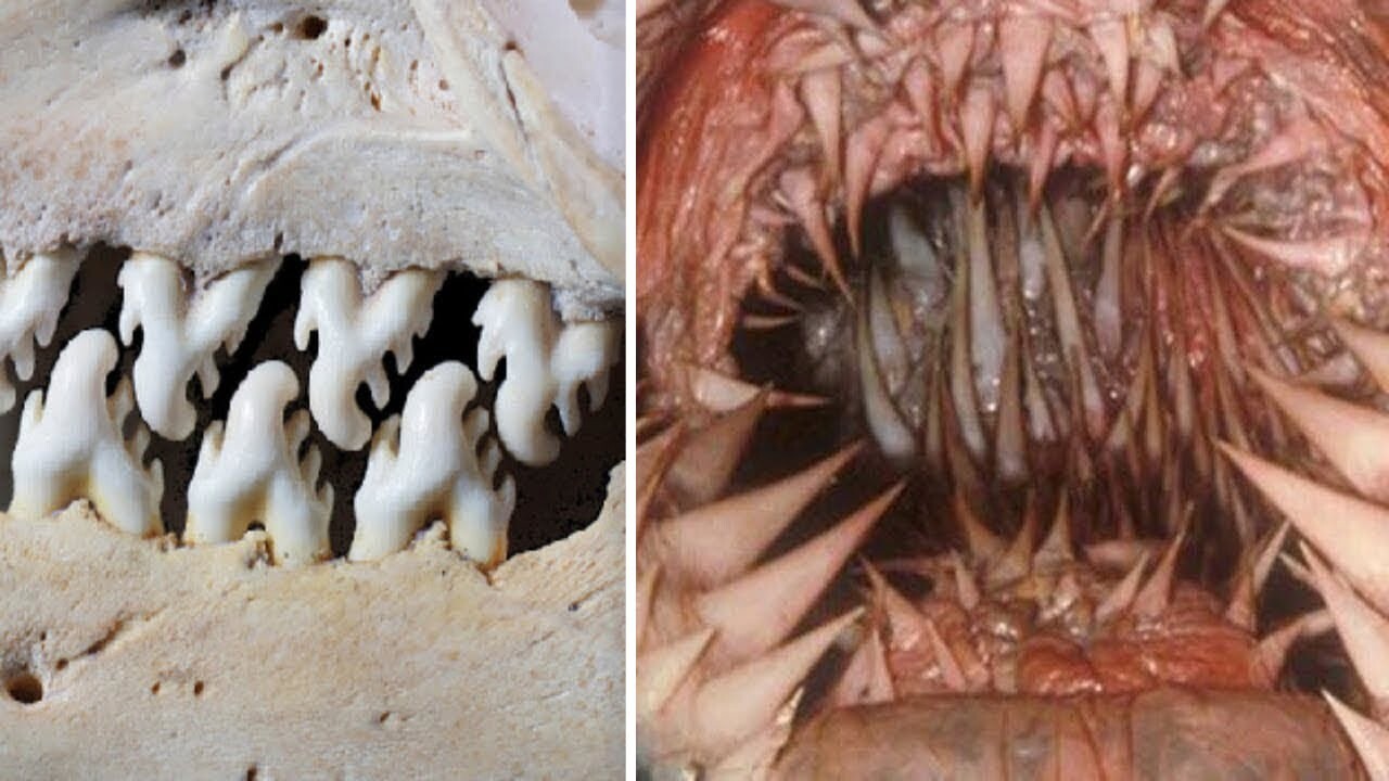 Видео: 12 животных с самыми ужасными и необычными «зубами»