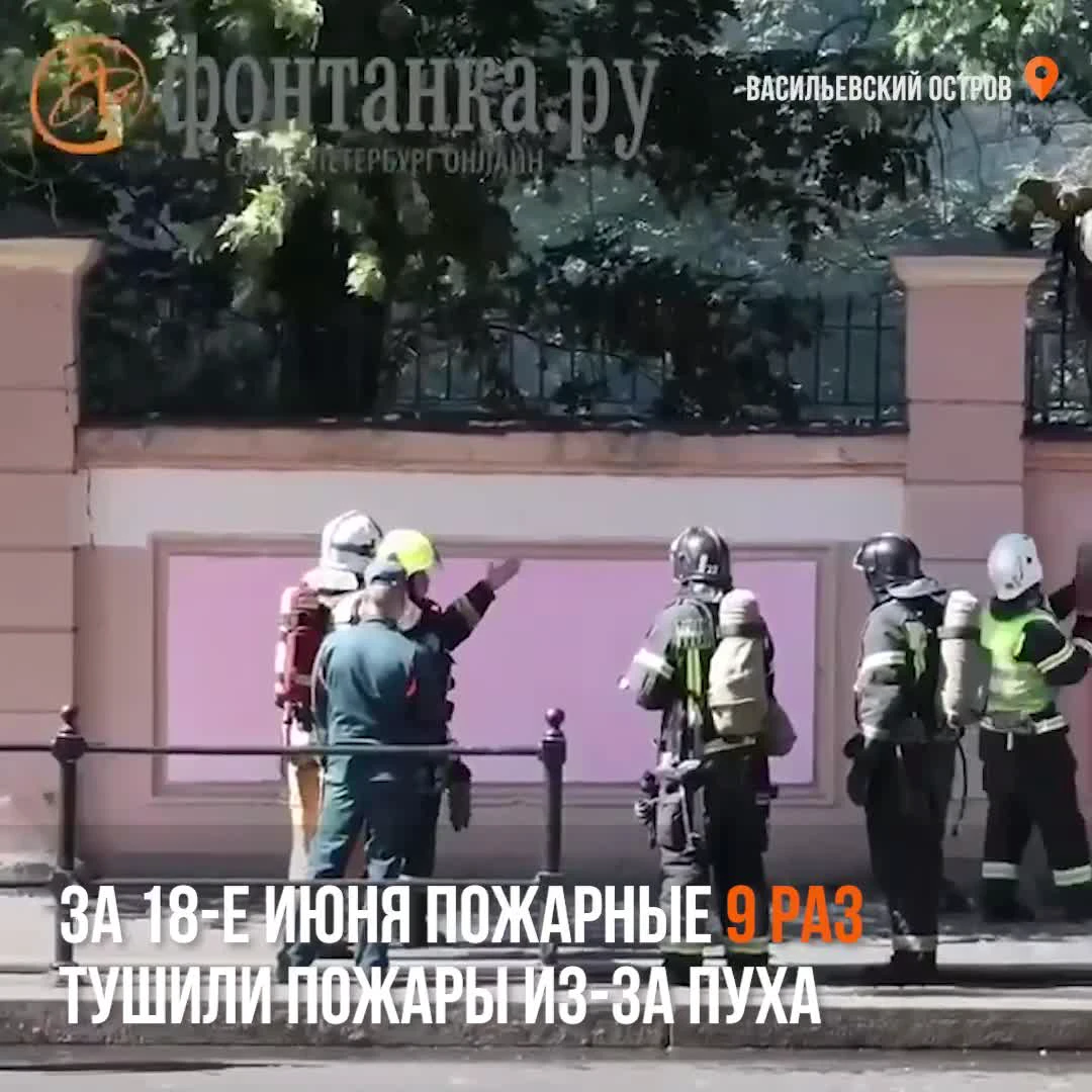 Пожары из-за тополиного пуха полыхают в Петербурге, видео, откуда столько  пуха - 19 июня 2023 - ФОНТАНКА.ру