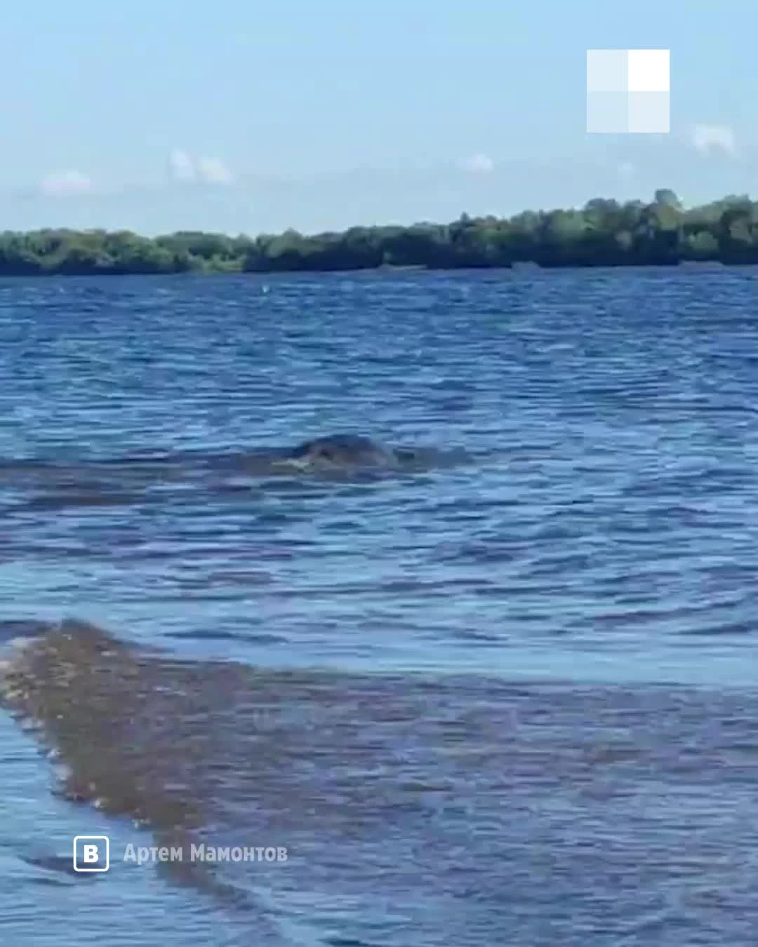 Тюлень вылез на берег поздороваться, видео из деревни Красное - 16 августа  2021 - 29.ру