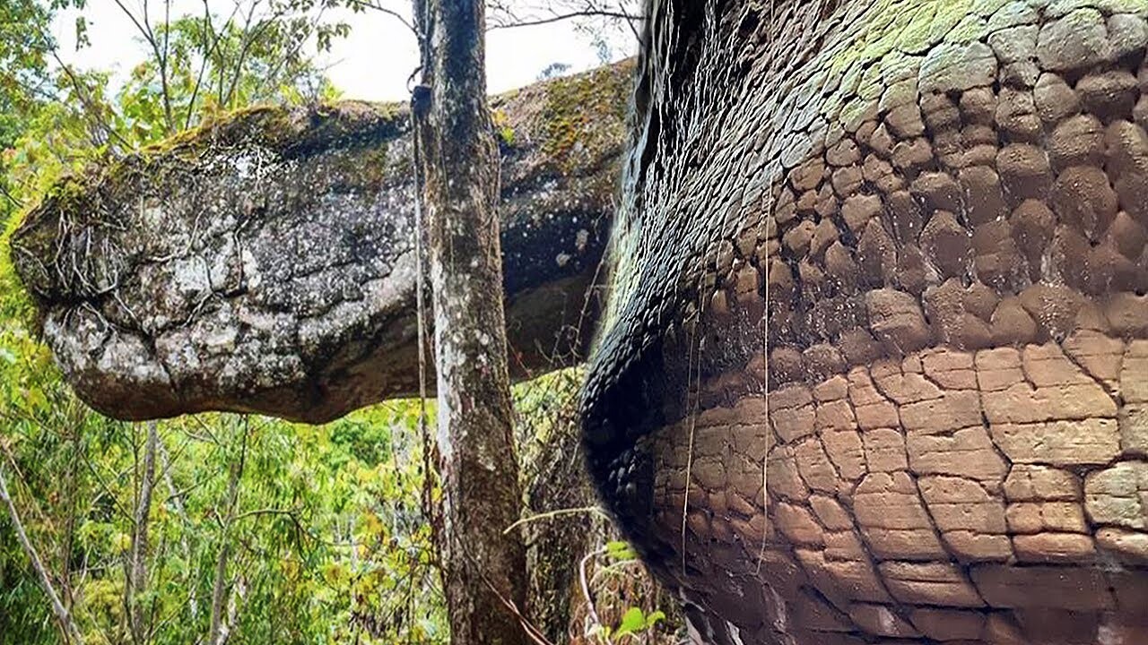 Видео: В лесу нашли камень, похожий на настоящую гигантскую змею