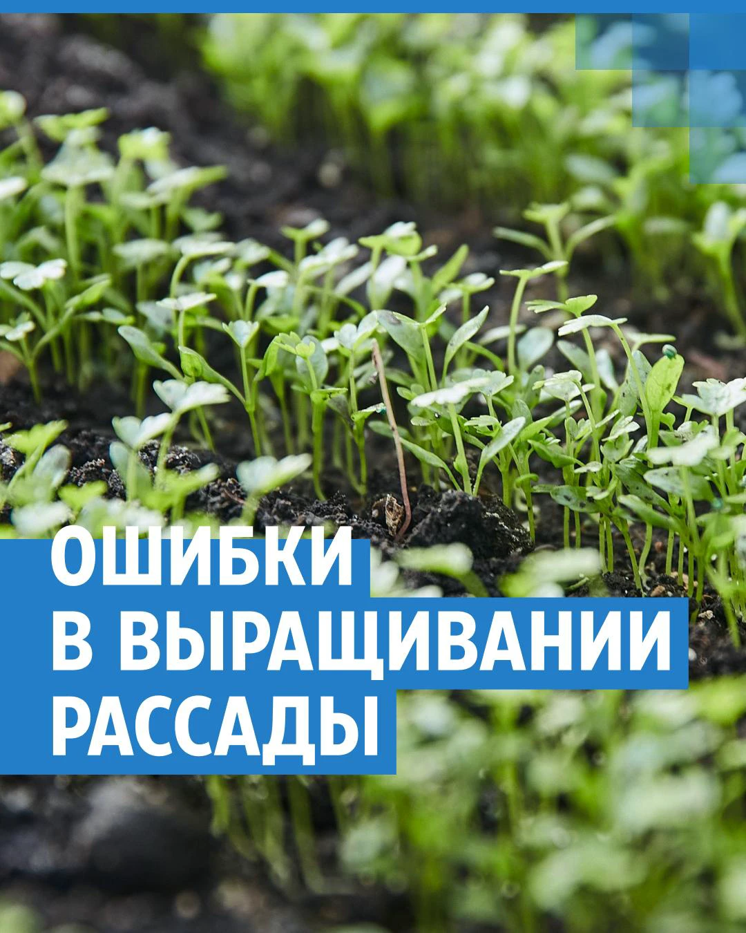 Почему рассада не растет: как поливать рассаду перца, баклажанов, помидоров  - 14 марта 2024 - 72.ру