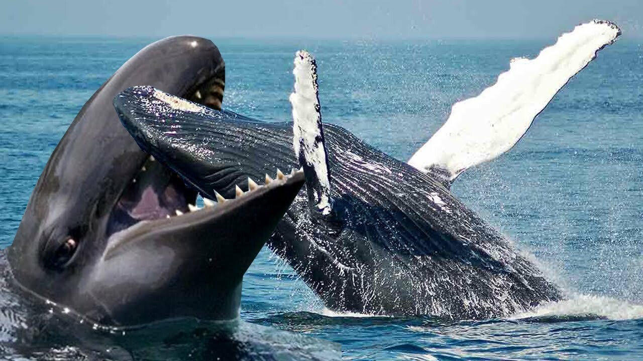 Кто сильнее акула или касатка. Кашалот и Касатка. Кашалот vs синий кит. МЕГАЛОДОН И Касатка. Гигантский кит.