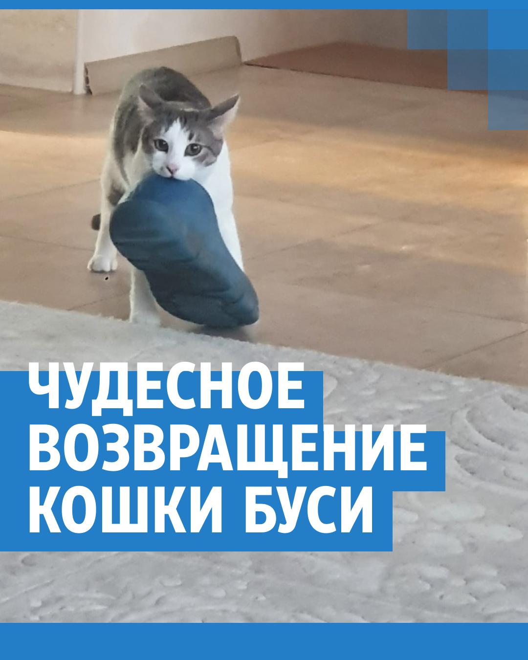 Удивительная история пропавшей кошки Бусинки: как искать пропавшую кошку,  как искать пропавшую собаку - 21 августа 2022 - 45.ru