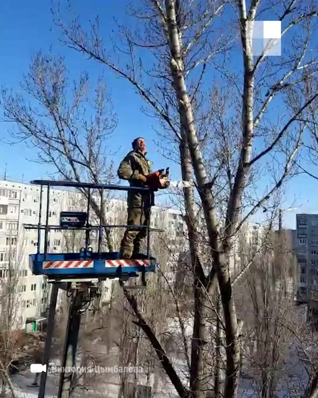 В Волгограде жалуются на варварскую опиловку деревьев во дворах жилых домов.  В управляющей компании уверяют — пилят только сухостой - 18 февраля 2022 -  V1.ру