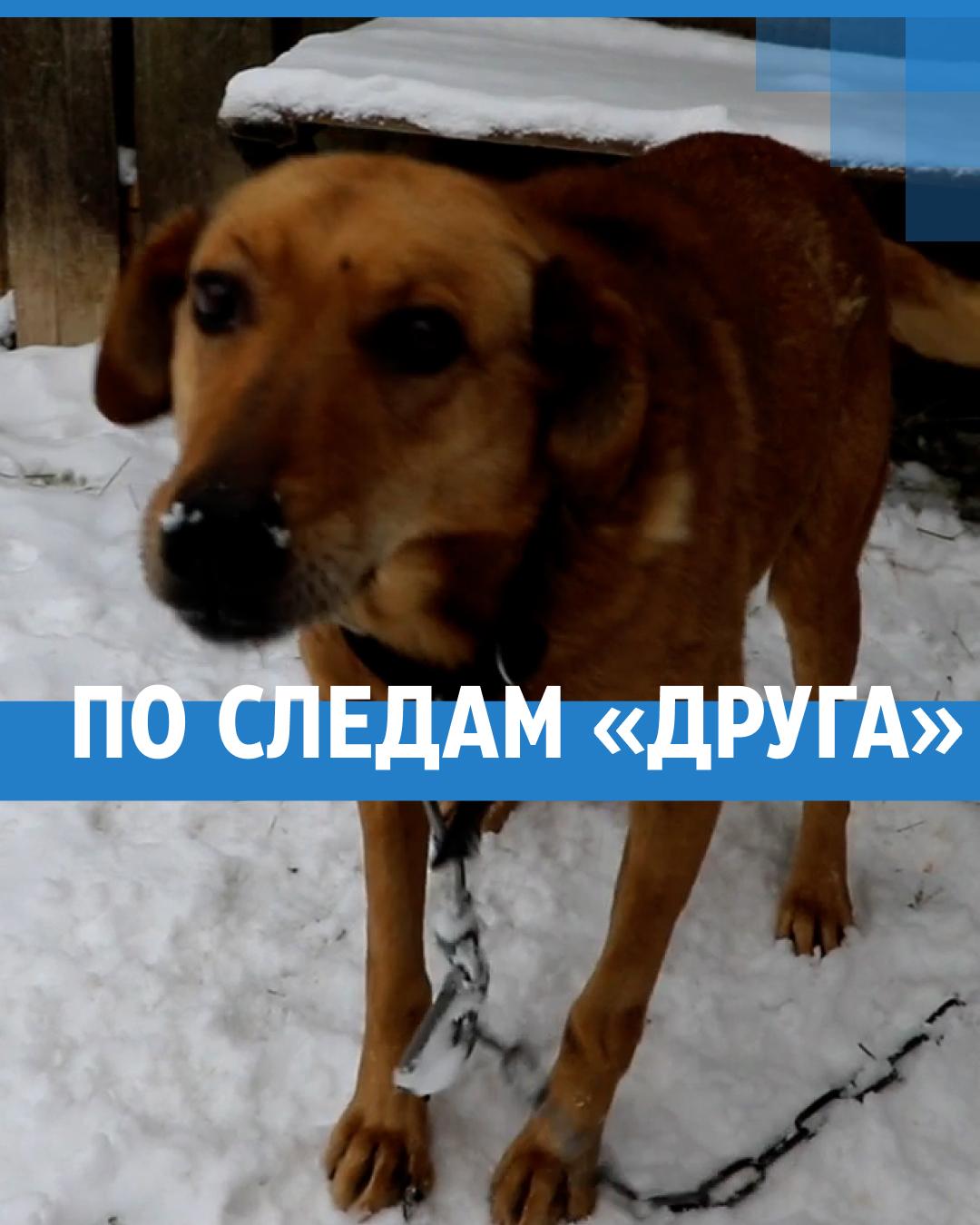 Нижегородец двое суток провел в лесу в -30: участковый спас мужчину в  Семеновском районе благодаря его собаке, декабрь 2021 - 24 декабря 2021 -  НН.ру