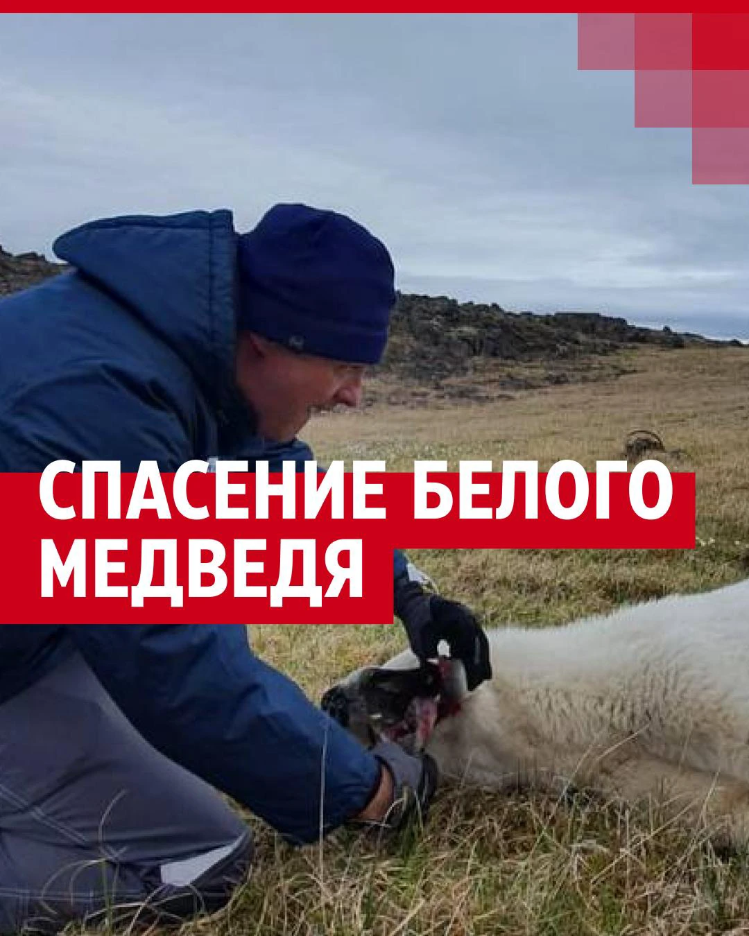 У белого медведя в пасти застряла консервная банка: фото и видео спасения  медведицы в Диксоне - 21 июля 2022 - 74.ру