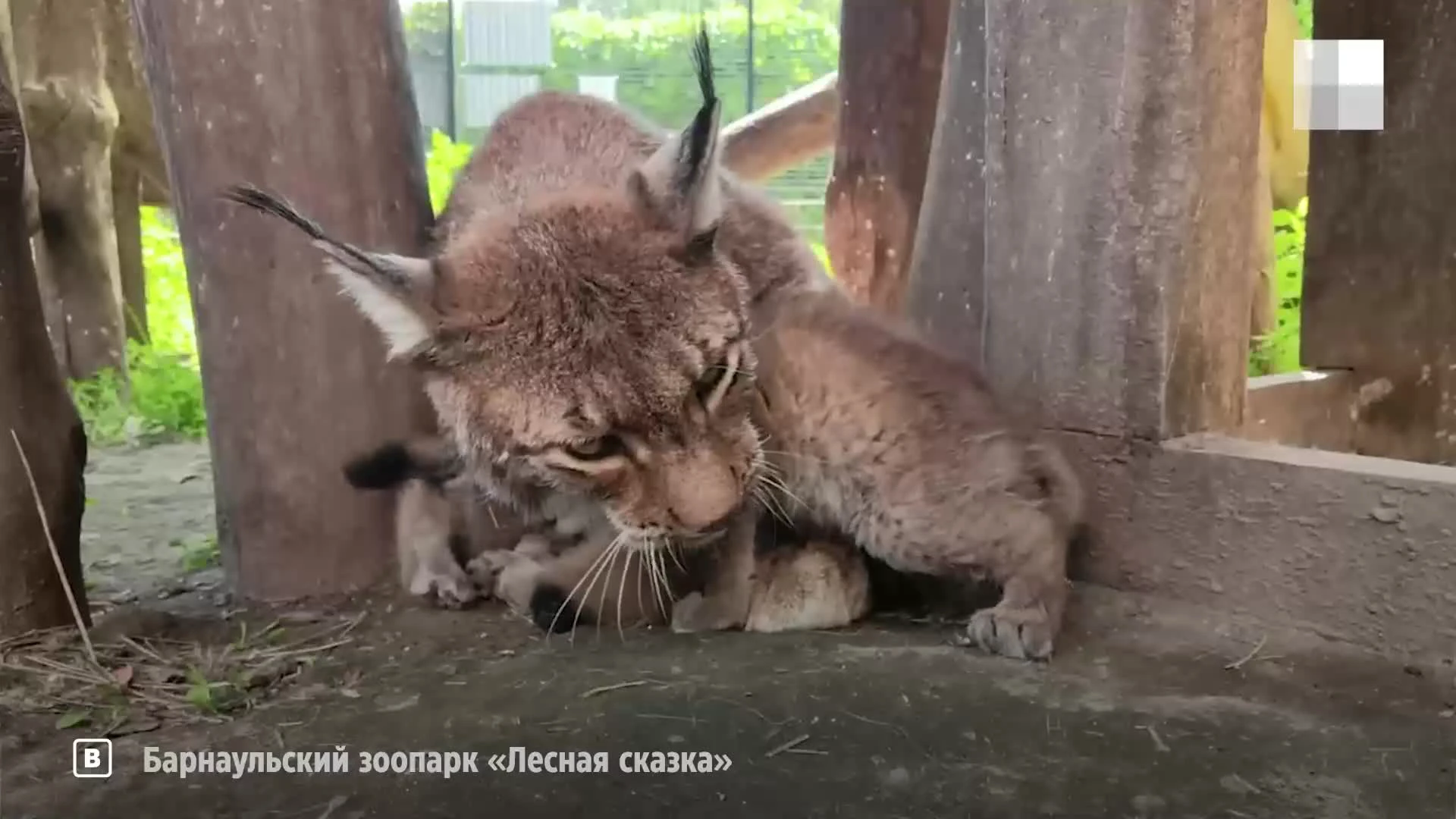 Милое видео прогулки рысят из барнаульского зоопарка - 25 июня 2024 -  НГС22.ру