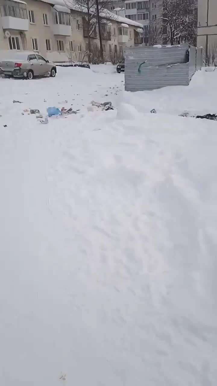 Меньше их не становится»: в Серове сняли на видео стаю бродячих собак рядом  с администрацией города 16 февраля 2022 года - 17 февраля 2022 - Е1.ру