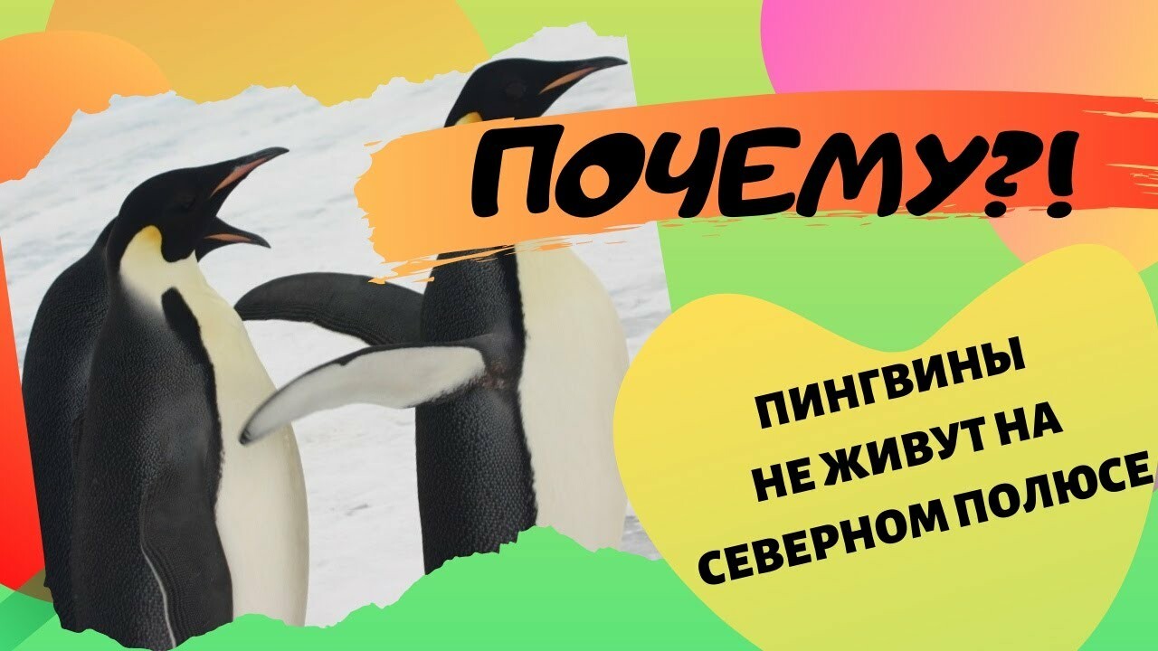 Почему белые медведи не живут в Антарктиде, а пингвины — в Арктике?