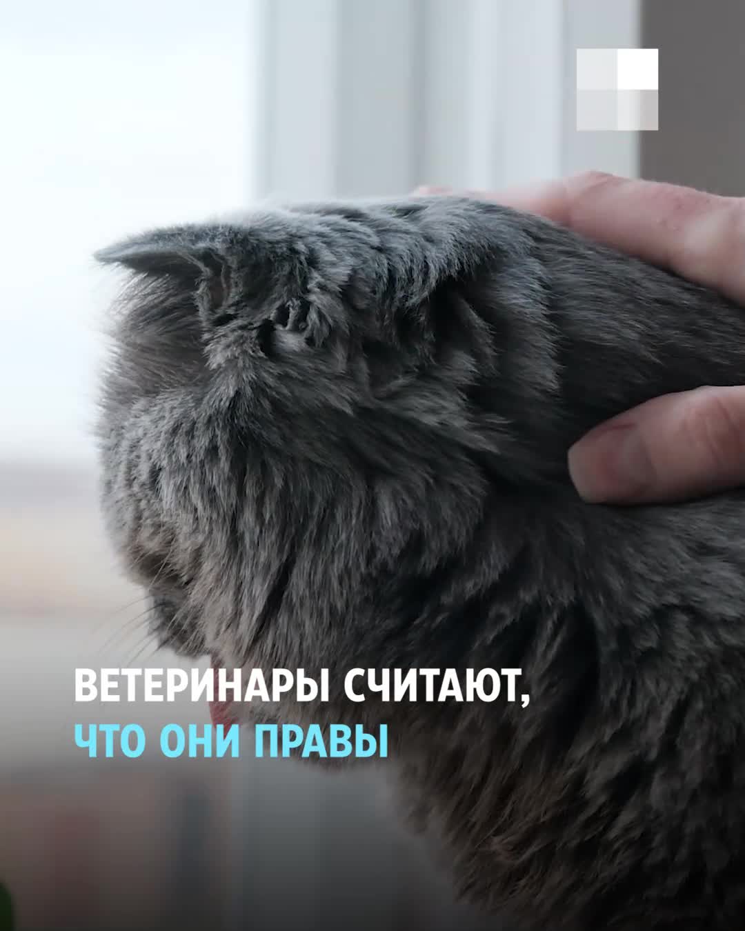 История про кота из Ялуторовска, который умер после удаления клыков: надо  ли удалять зубы животным - 18 октября 2022 - 72.ру