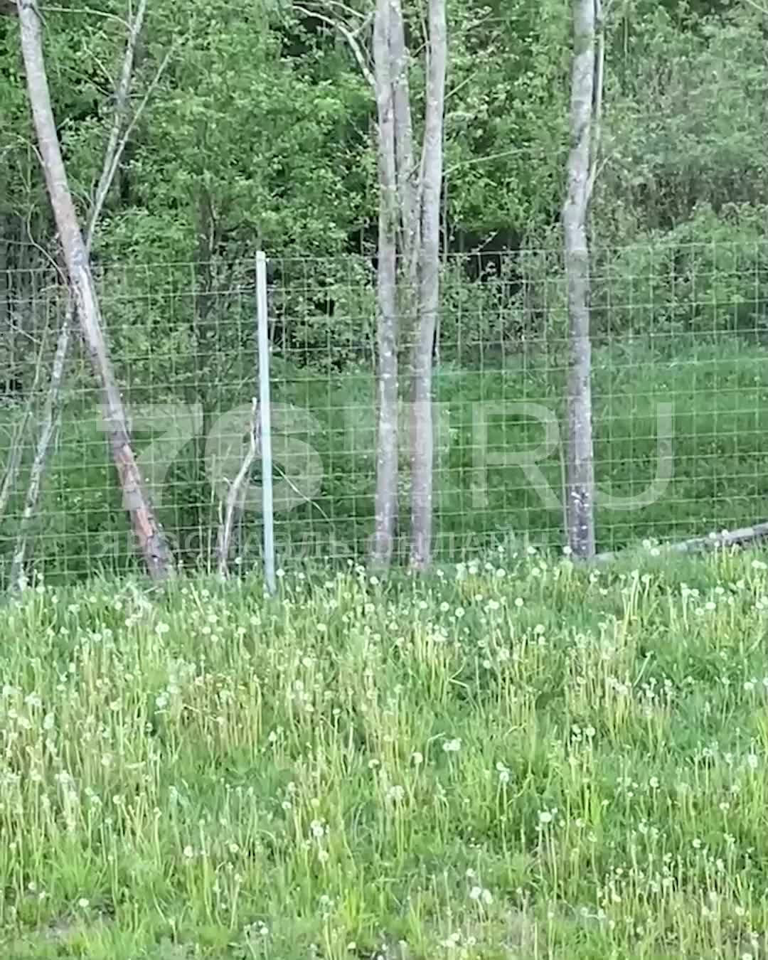 В Даниловском районе Ярославской области огромный медведь вышел к людям:  видео - 11 июня 2024 - 76.ру