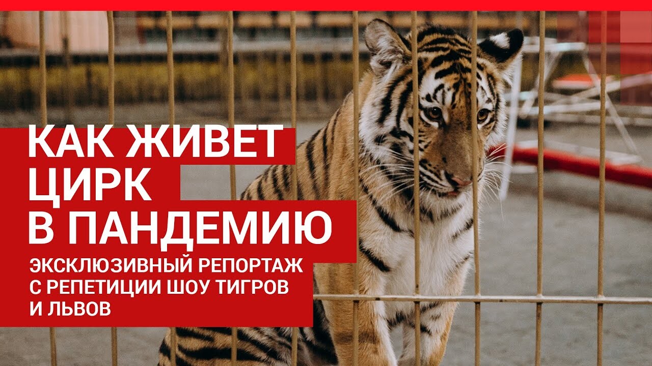 Как в Тюмени живут артисты цирка, которые застряли в городе из-за пандемии  — март, апрель, май, июнь, июль, август, октябрь, ноябрь, декабрь 2020 года  - 11 декабря 2020 - 72.ру