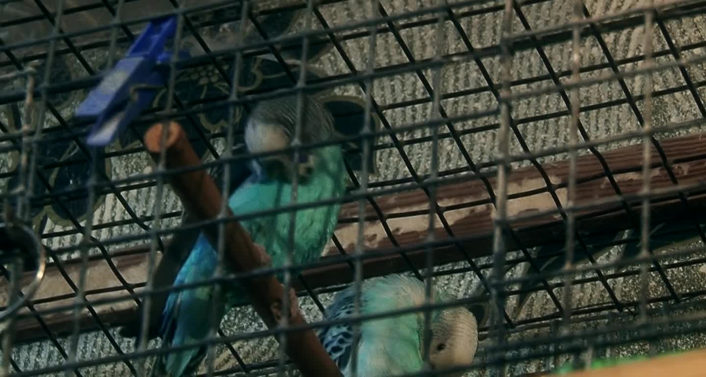 Серебряного фазана показали на видео в Воронежском зоопарке