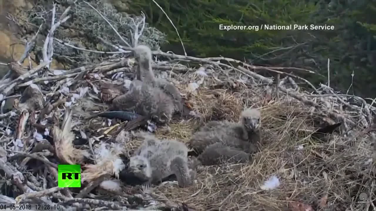 Расположенная в гнезде белоголовых орланов скрытая камера сняла момент  землетрясения в Калифорнии — РТ на русском