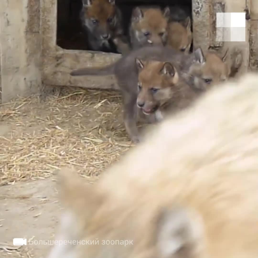 В Большереченском зоопарке родились семеро волчат, видео 7 мая 2021 года -  7 мая 2021 - НГС55.ру