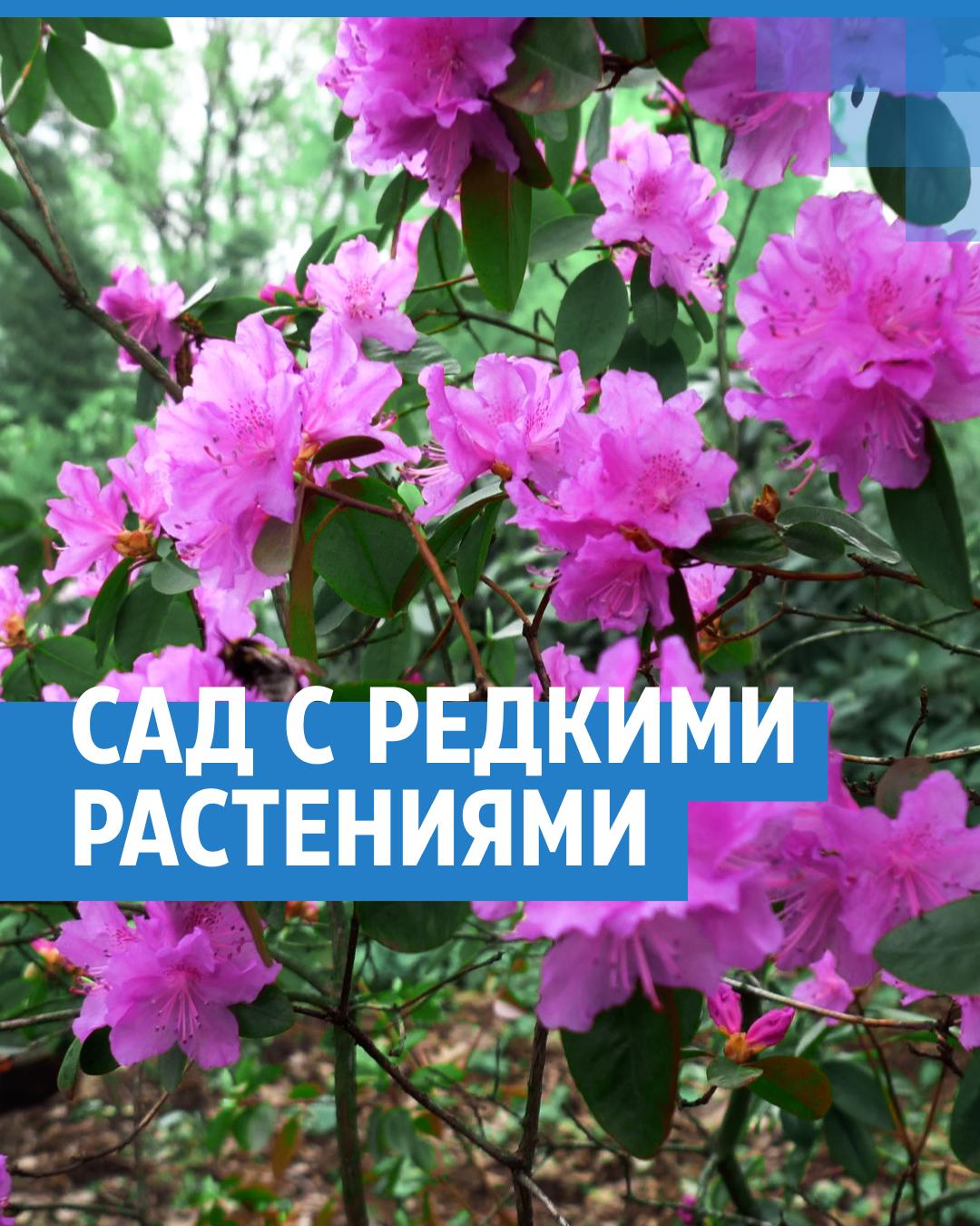 Ботанический сад ННГУ им. Лобачевского в Нижнем Новгороде: как попасть на  экскурсию, какие растения и цветы есть, растения и цветы из Красной книги -  13 июня 2022 - НН.ру