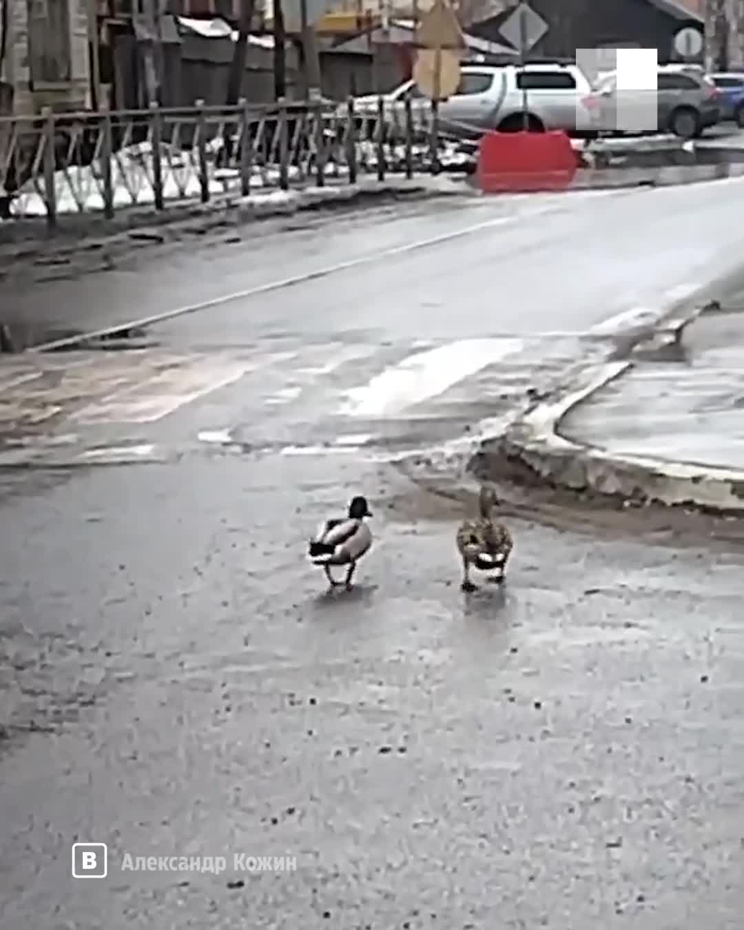 В Соломбале утки смело вышли знакомиться с прохожими — видео - 25 апреля  2023 - 29.ру