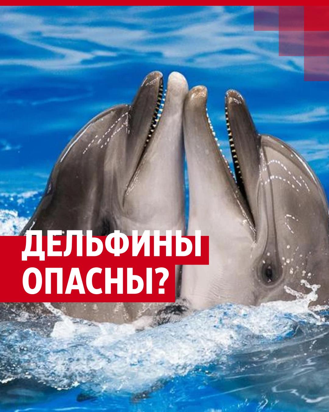 По следам пропавших дельфинов: почему афалины выбрасываются на крымское побережье