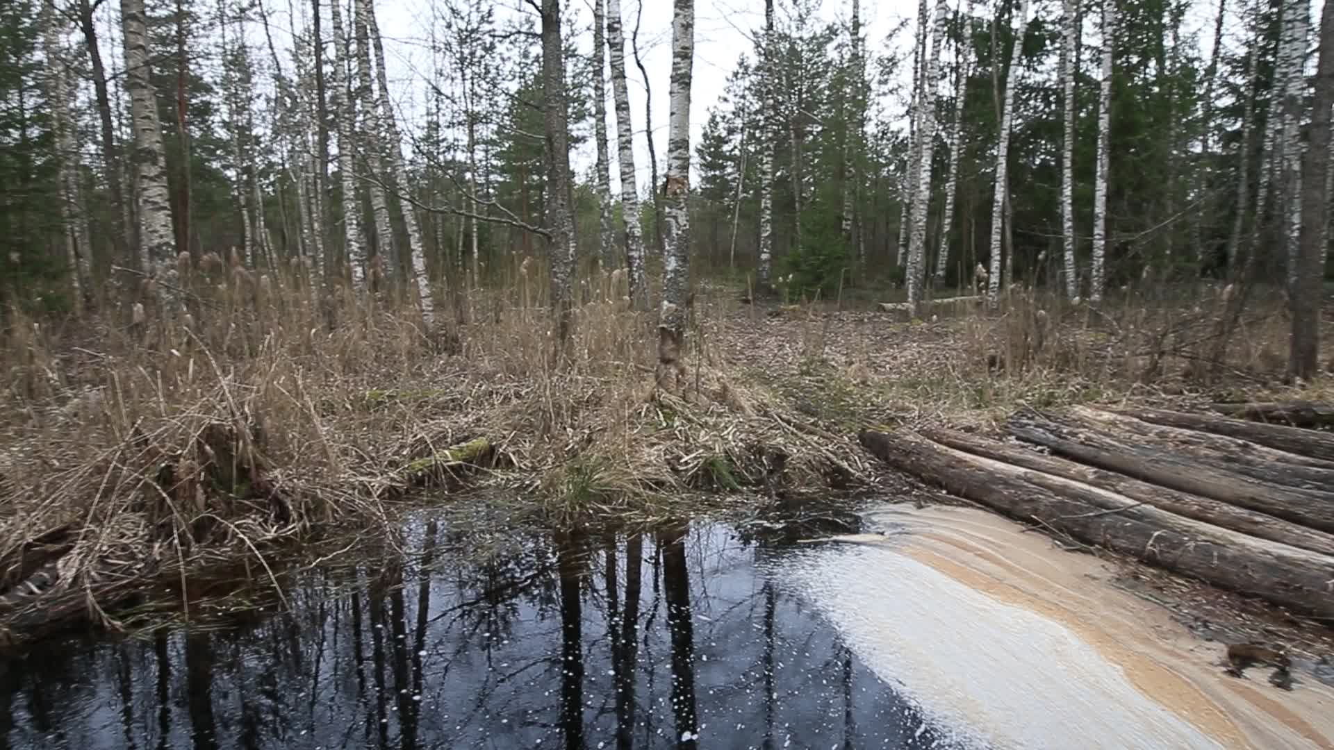 Тетеревиный ток на болоте Жада | Планета Беларусь