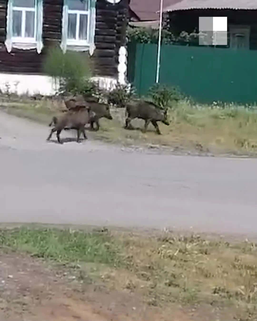 В Свердловской области стадо кабанов вышло на улицы города - 5 июня 2023 -  Е1.ру