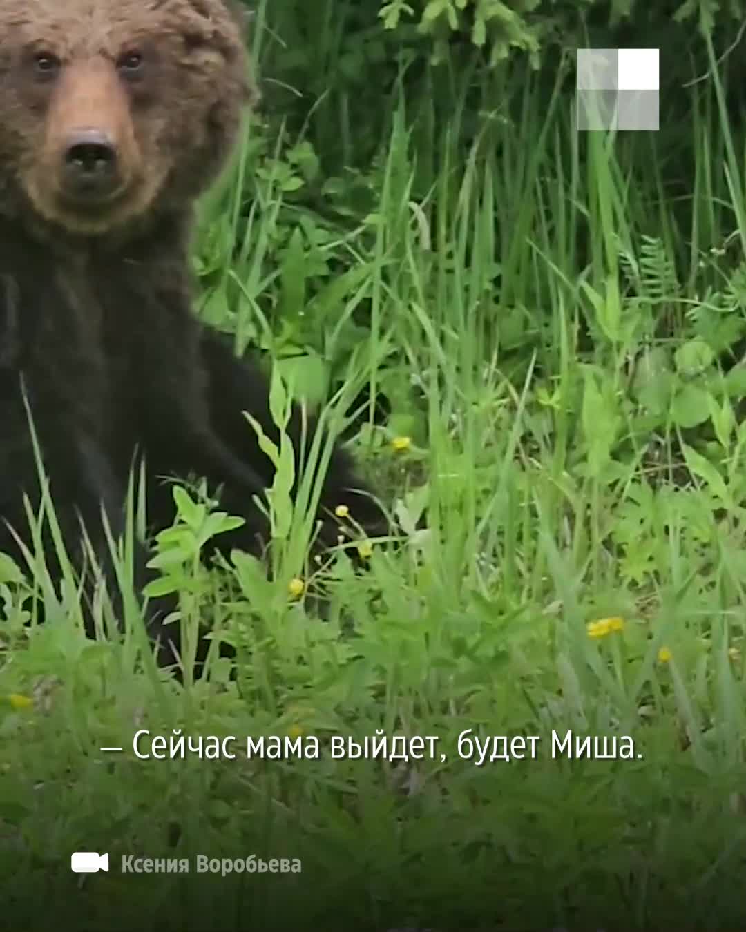 Медведь вышел из леса под Плесецком, видео - 25 июня 2024 - 29.ру