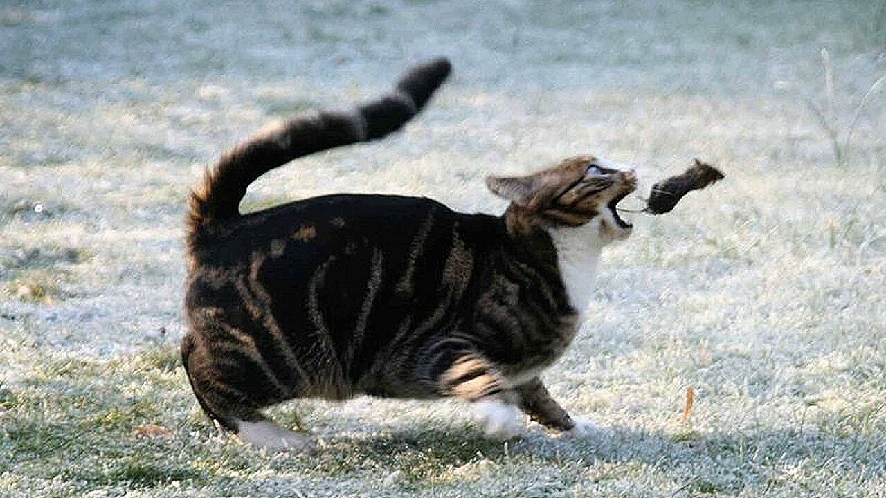 Поймать сбежавшего кота. Кот бежит. Кот убегает. Кошка охотится. Кошка охотится на мышь.