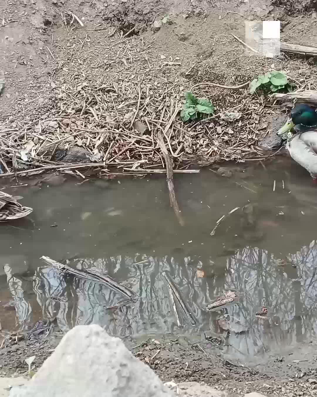 В Парке Маяковского селезень ухаживает за своей хромой уточкой: видео - 1  мая 2023 - Е1.ру