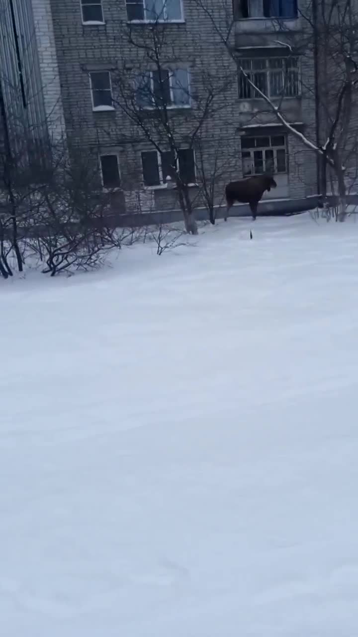 Огромный лось прибежал к многоэтажкам в Ярославле: видео, реакция людей,  комментарии экспертов | Новости Ярославля 14 января 2022 г. - 14 января  2022 - 76.ру