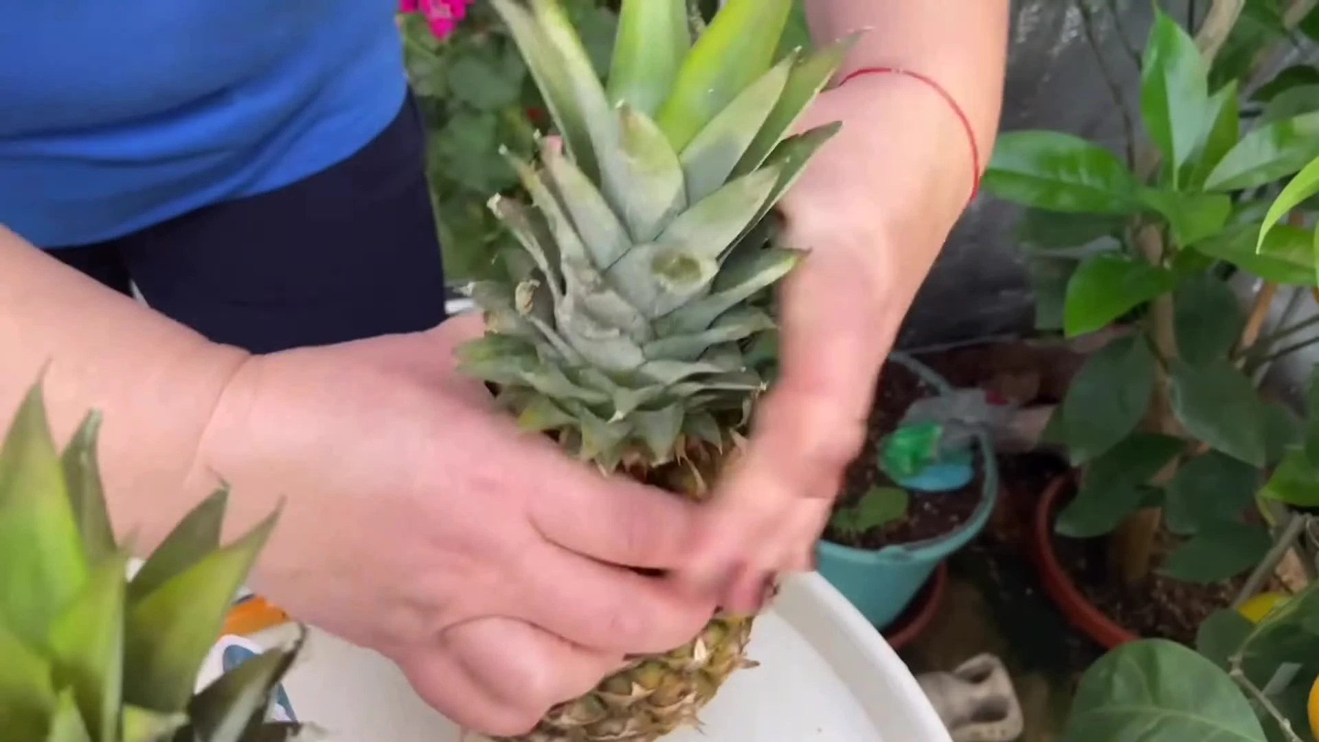 Как хранить разрезанный и целый ананас