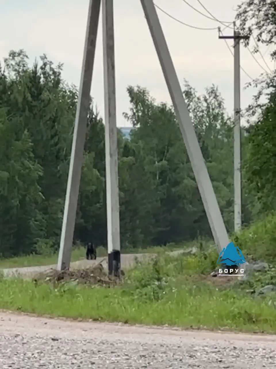 В Красноярске заметили медвежонка около ГЭС и попытались прогнать его  громким криком - 22 июня 2024 - НГС24.ру