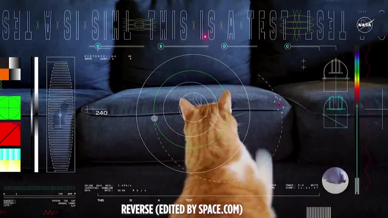На Землю прислали видео из космоса, оно «пролетело» 31 млн км: на записи кот  играет с лазерной указкой | Вокруг Света