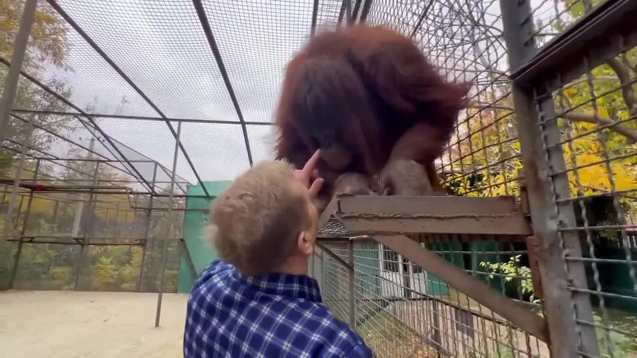 Лев филя в крымском зоопарке. Асада и шерхан тайган видео. Олег зубков парк львов тайган. Директор парка львов тайган. Львы тайгана защищают россию.