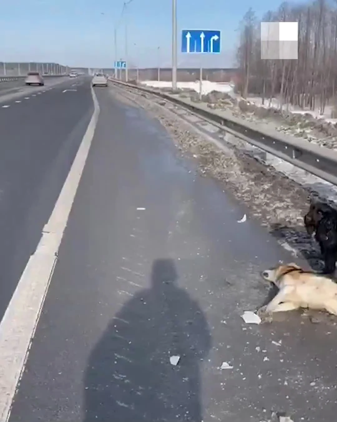 На тюменской трассе сбили пса, от него не отходит друг-спаниель — видео - 7  марта 2023 - 72.ру