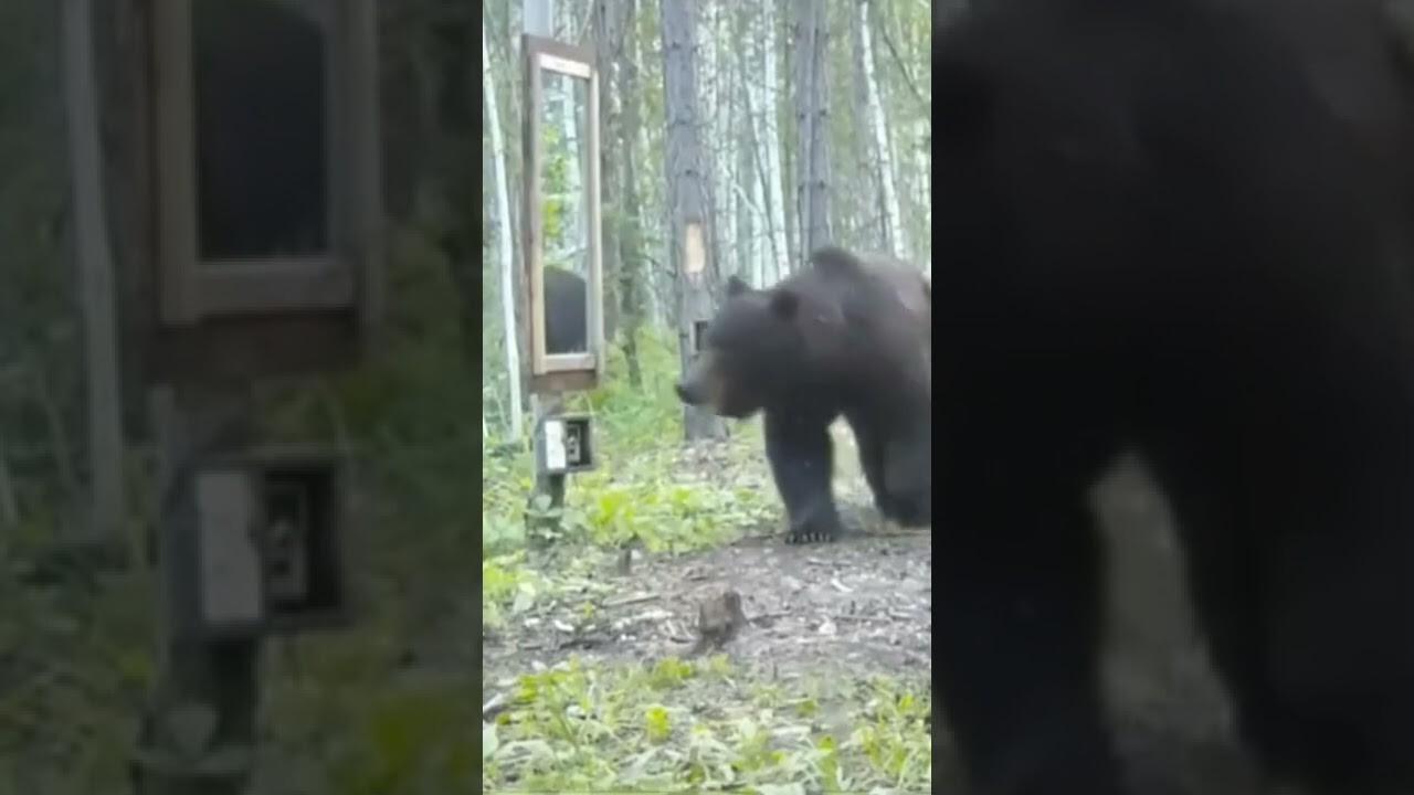 Видео: Реакция медведя, который впервые в жизни увидел себя в зеркало