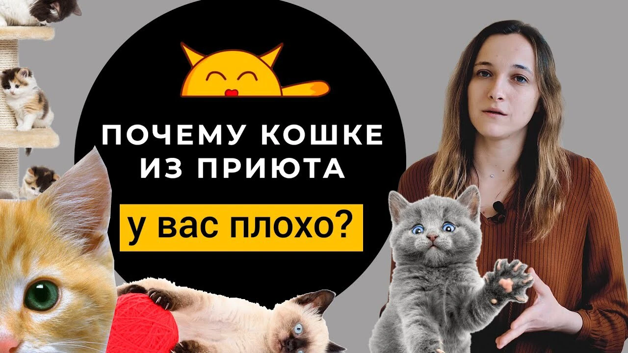 Погладь кота: во всем мире отмечается День домашних животных