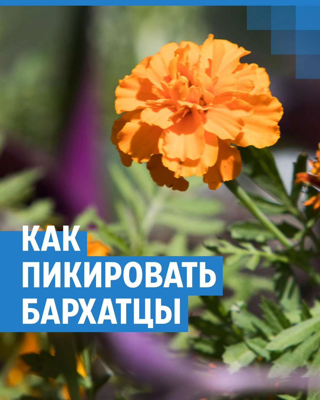 Когда сажать бархатцы на рассаду: как и когда пикировать бархатцы - 12  марта 2024 - НГС.ру