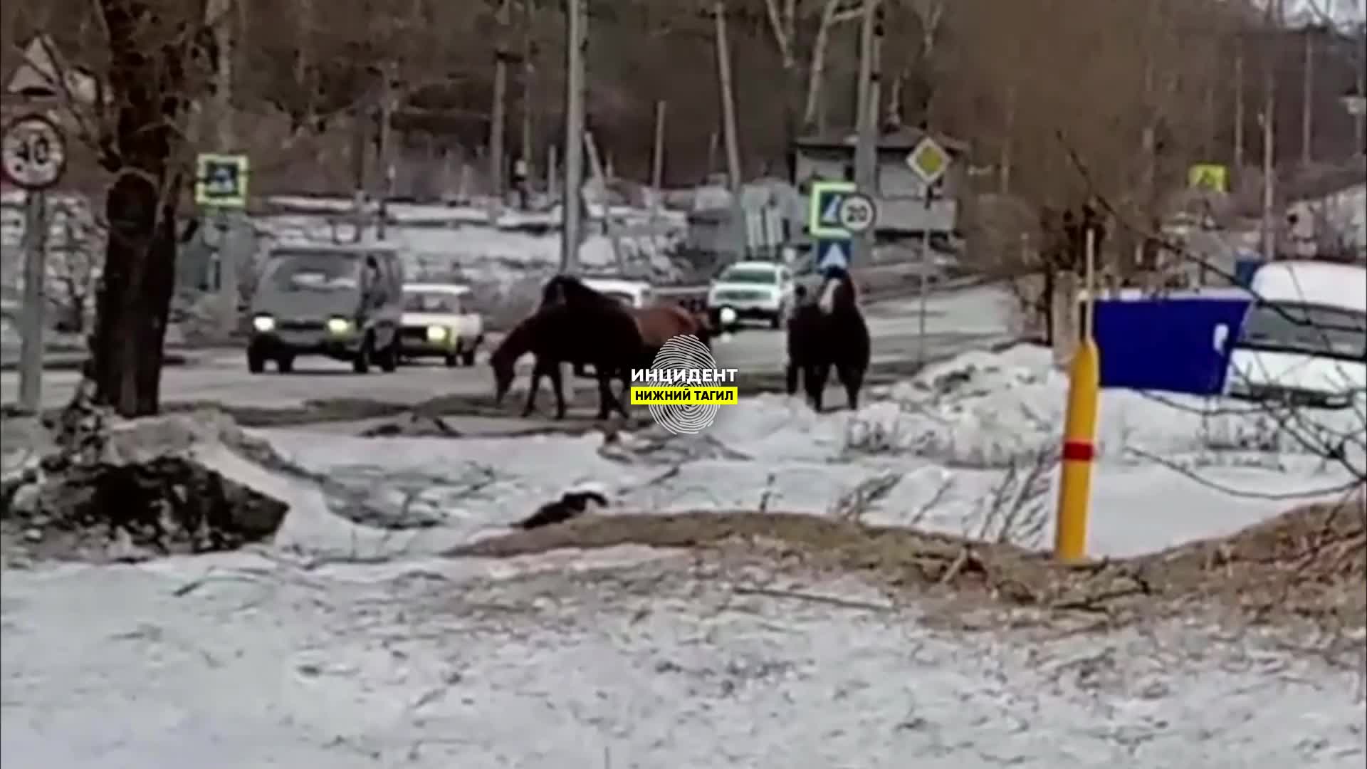 В Нижнем Тагиле полудикие лошади ходят по улицам: видео - 27 марта 2024 -  Е1.ру