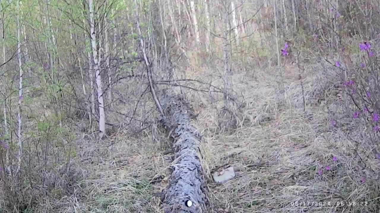 Фотоловушка поймала медведя в лесу за Карповкой в Забайкалье: видео - 23  мая 2024 - ЧИТА.ру