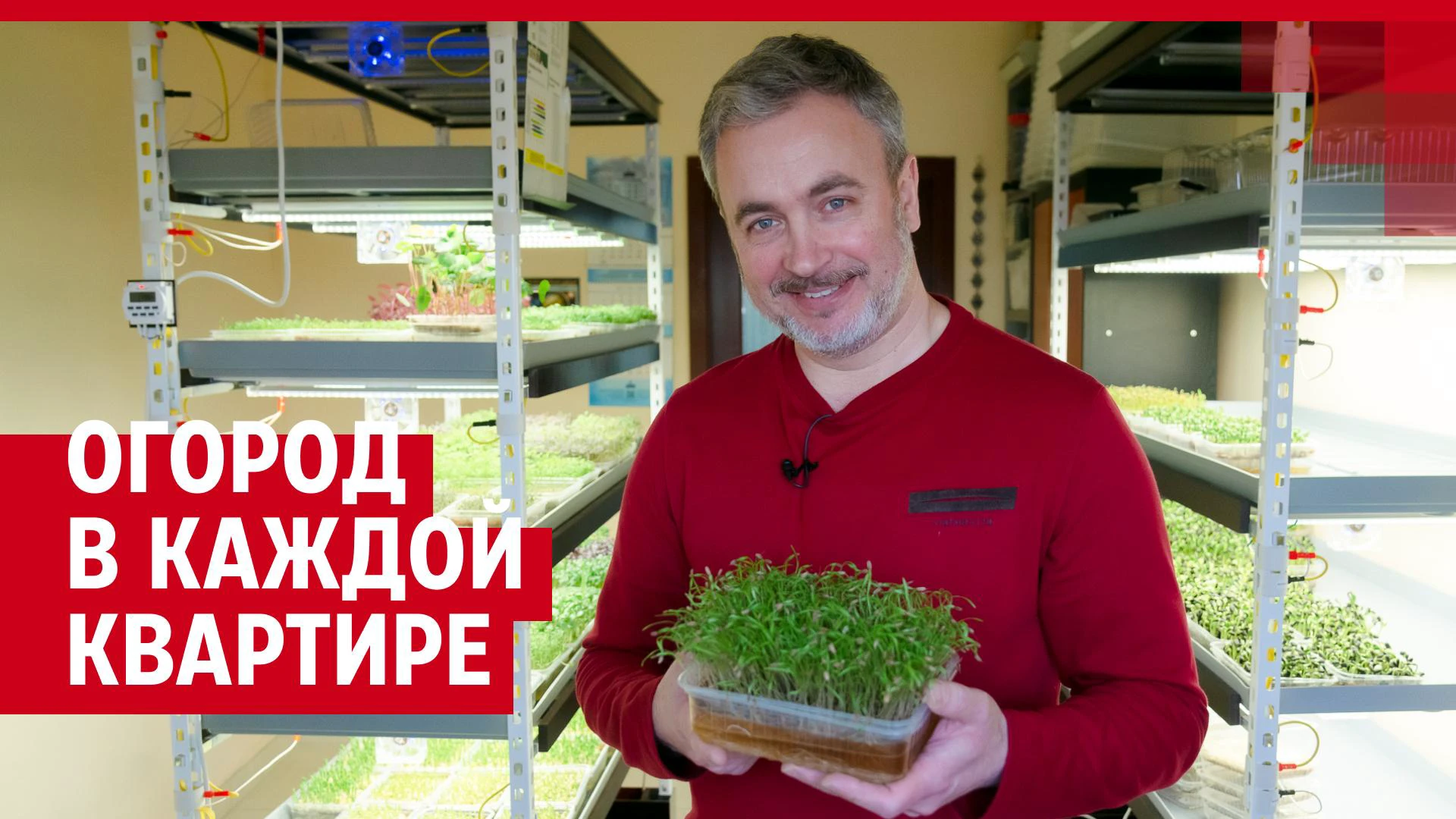 Как выращивают микрозелень в Архангельске; какую микрозелень можно  вырастить дома; какая микрозелень самая полезная - 3 апреля 2022 - 29.ru