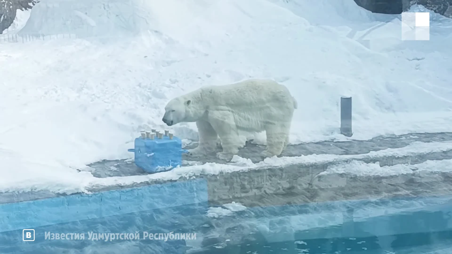 В зоопарке Удмуртии показали белую медведицу Шайну из Новосибирска - 22  февраля 2024 - НГС.ру