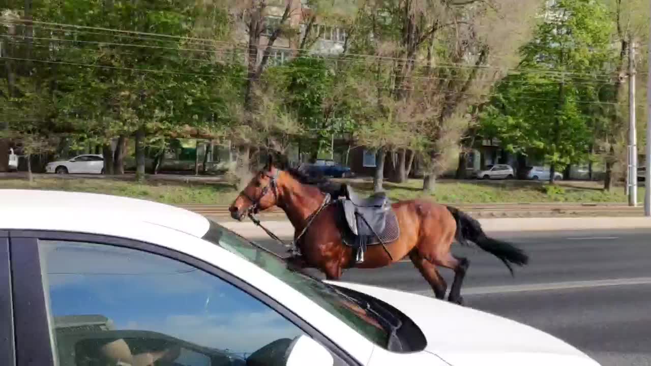 Что за лошадь бегала по центру Самары? Рассказали в полиции - 3 мая 2024 -  63.ру