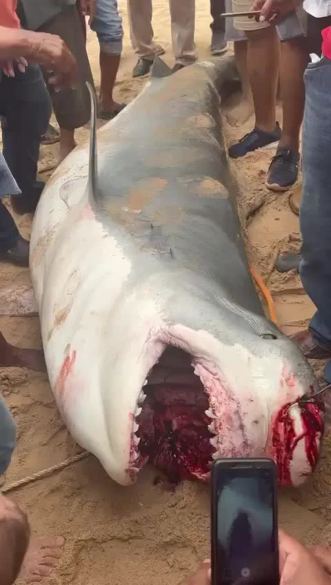 Какие ещё есть большие акулы?