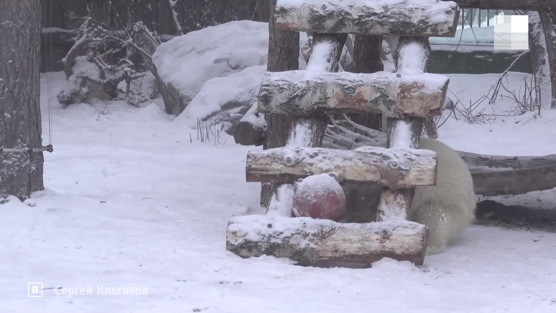 Сестры сиськами 