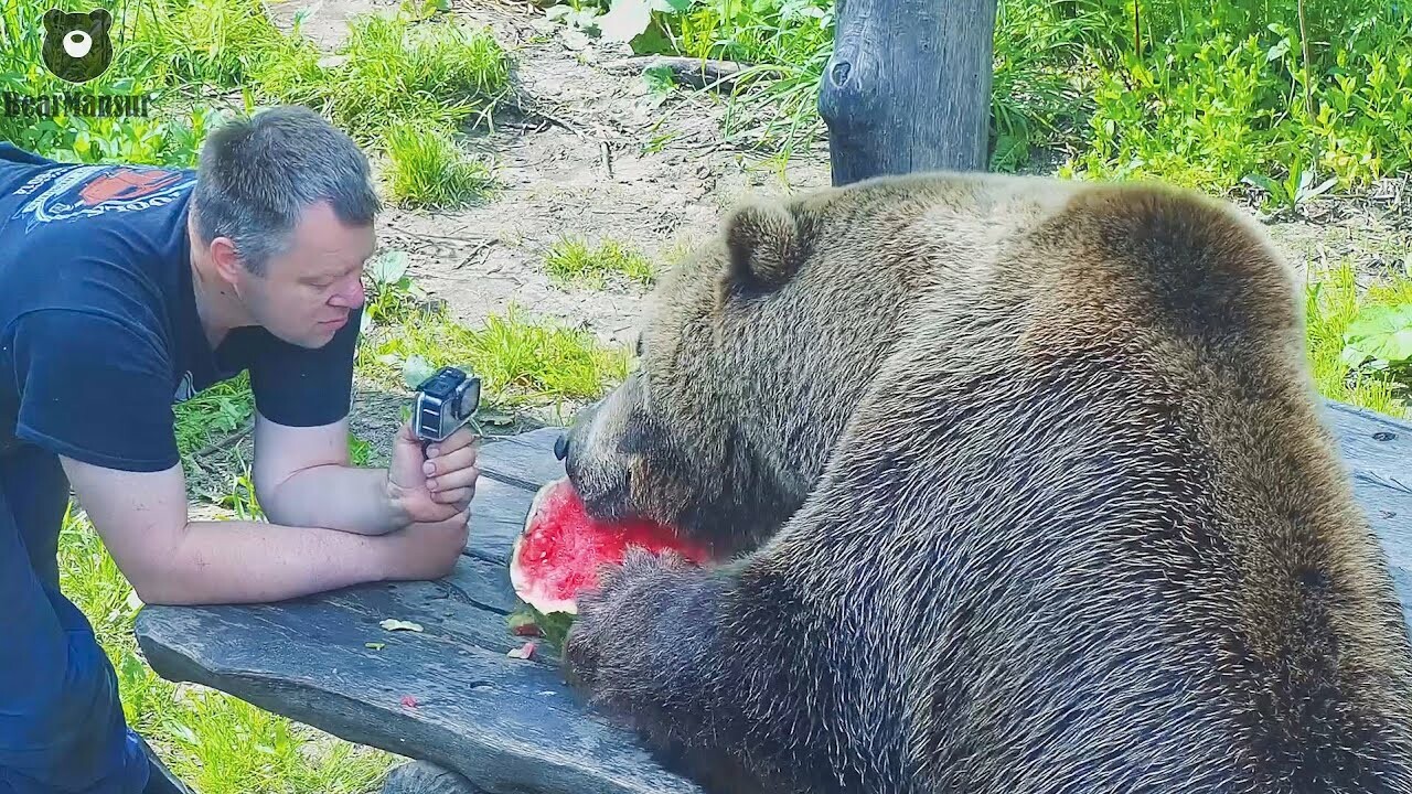 Видео: Медведь Мансур попробовал первый арбуз за это лето и остался доволен