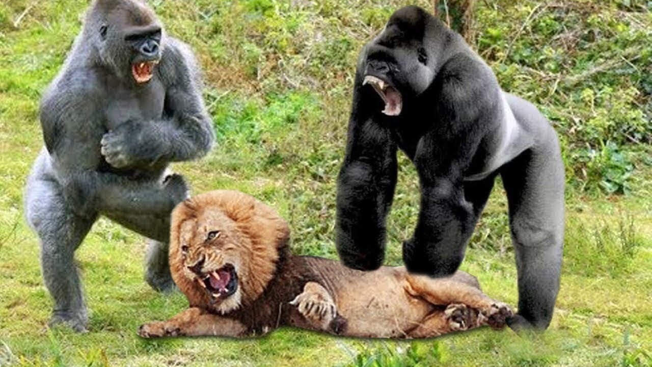 Кто сильнее медведь или горилла