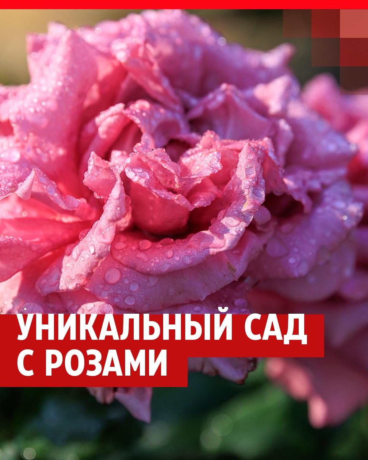 Розарий в дизайне сада | Устройство розария, сорта роз | hb-crm.ru
