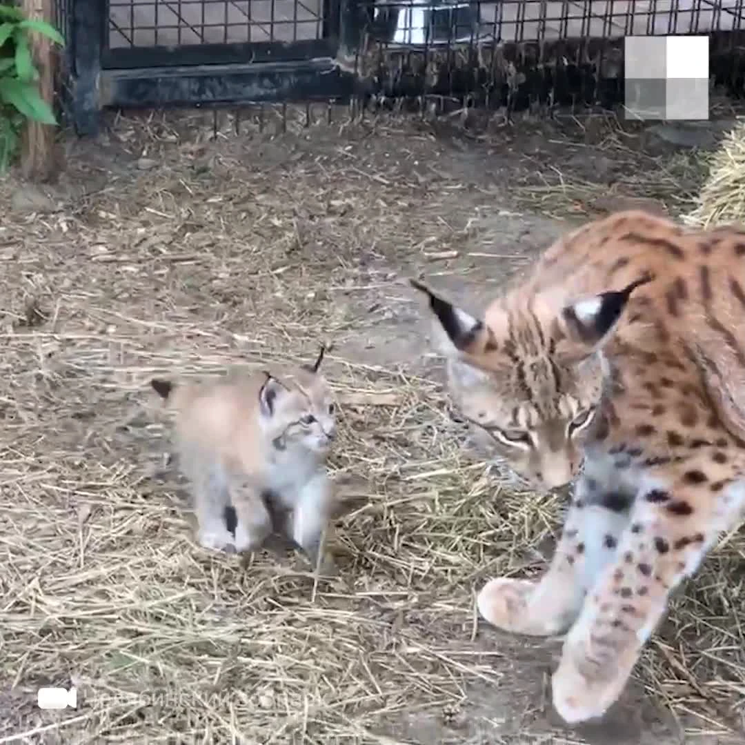 В Челябинске у рысей родились котята, милое видео с котятами рыси в  зоопарке Челябинска 25 июня 2021 года - 25 июня 2021 - 74.ру