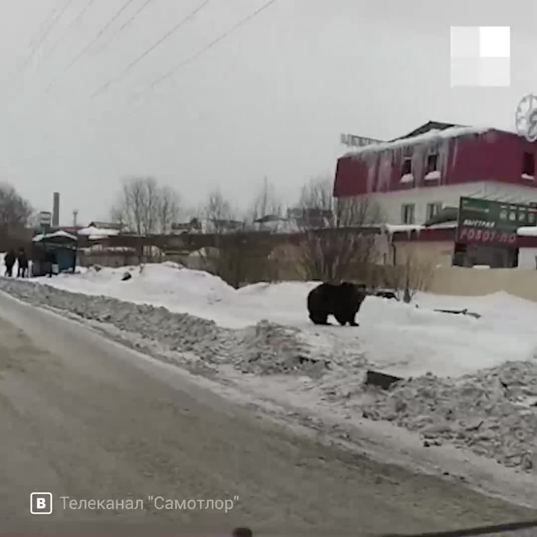 В Нижневартовске медведь выбежал в город и напал на человека 17 марта 2021:  видео и последние новости по теме - 17 марта 2021 - 86.ру