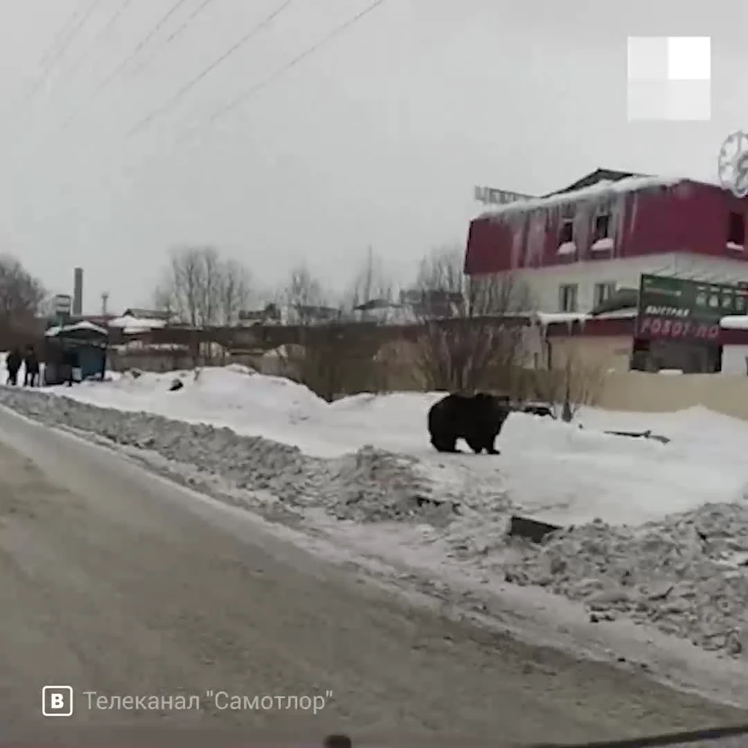 В Нижневартовске медведь выбежал в город и напал на человека 17 марта 2021:  видео — СЕО - 17 марта 2021 - НГС.ру